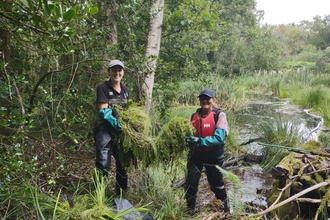 Two people wearing gloves and waders showing the vegetation and crassula they have pulled out of the pond behind them.