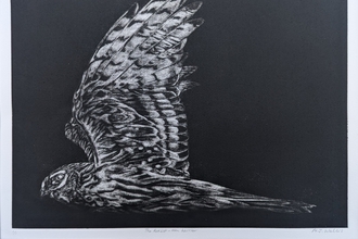A black and white mezzotint of a raptor in flight