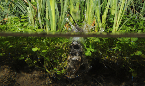 Water vole swimming in a clear river. 