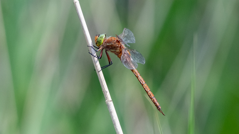 A Norfolk hawker dragonfly perched on a reed.
