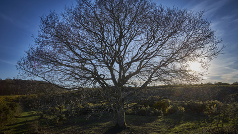 A lone wintery tree at Holt Lowes